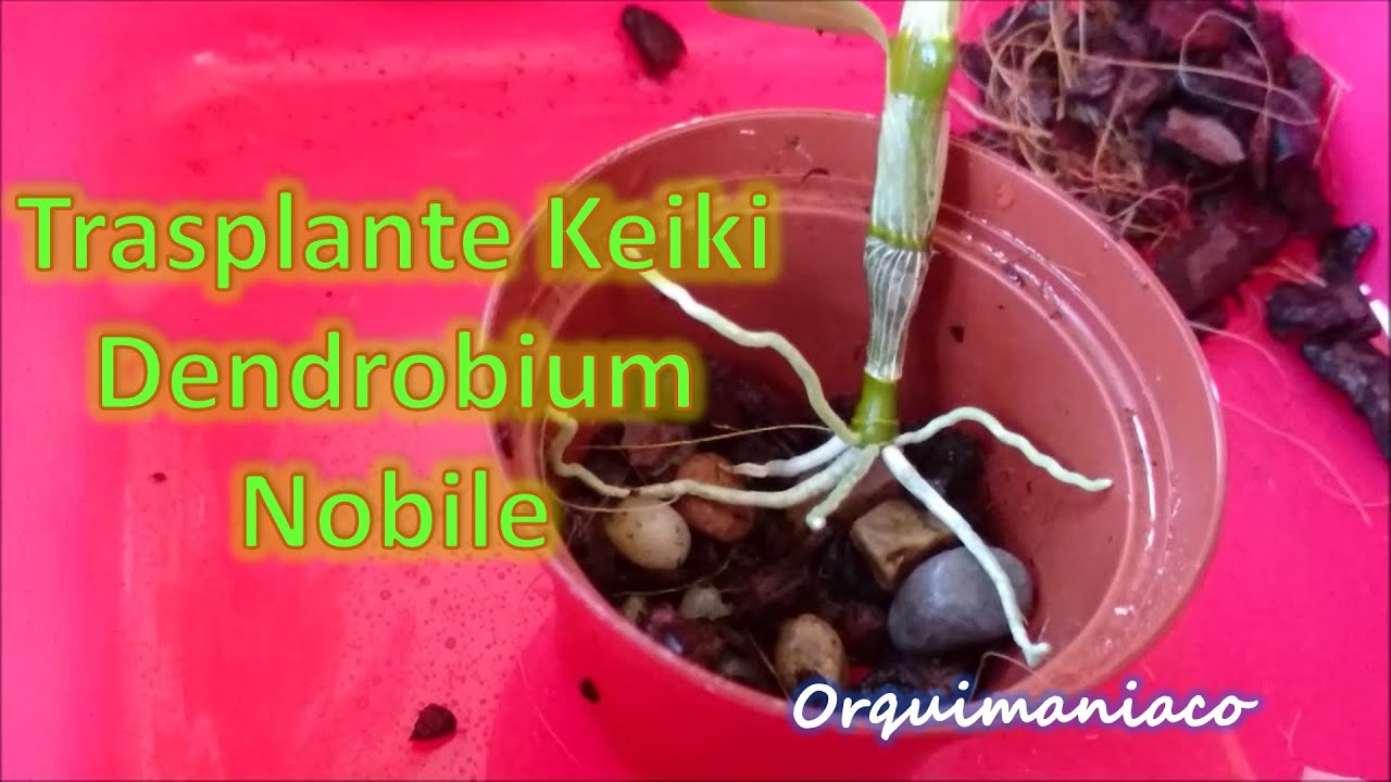 Trasplante keiki Orquidea Dendrobium Nobile