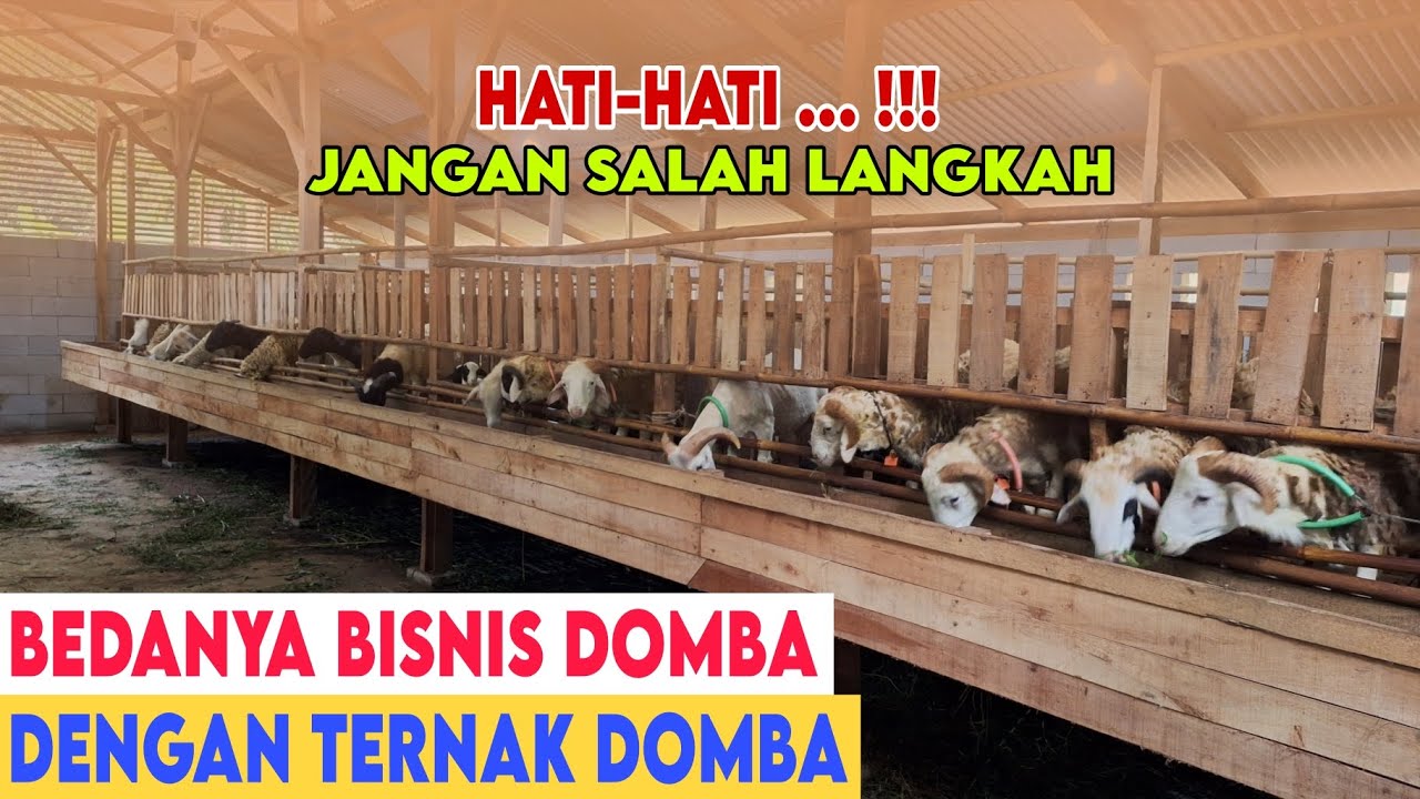 PERBEDAAN BETERNAK DOMBA DENGAN BERBISNIS DOMBA INI PENJELASAN LENGKAPNYA DENGAN SISTEM BETERNAKNYA