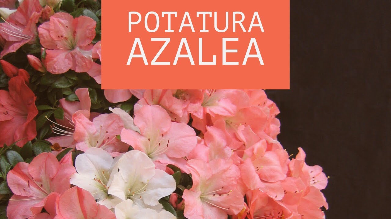 POTATURA primaverile Bonsai di AZALEA