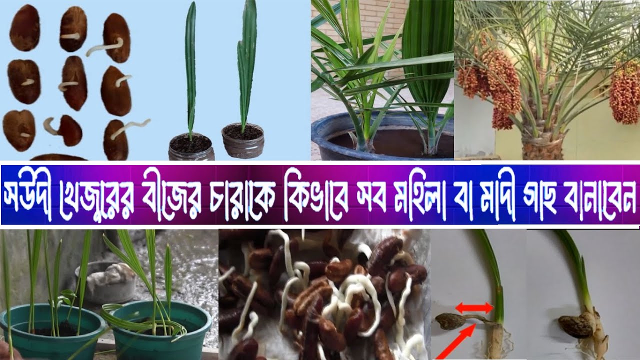 সউদী খেজুরের বীজের চারাকে কিভাবে সব মহিলা বা মাদী গাছ বানাবেন।