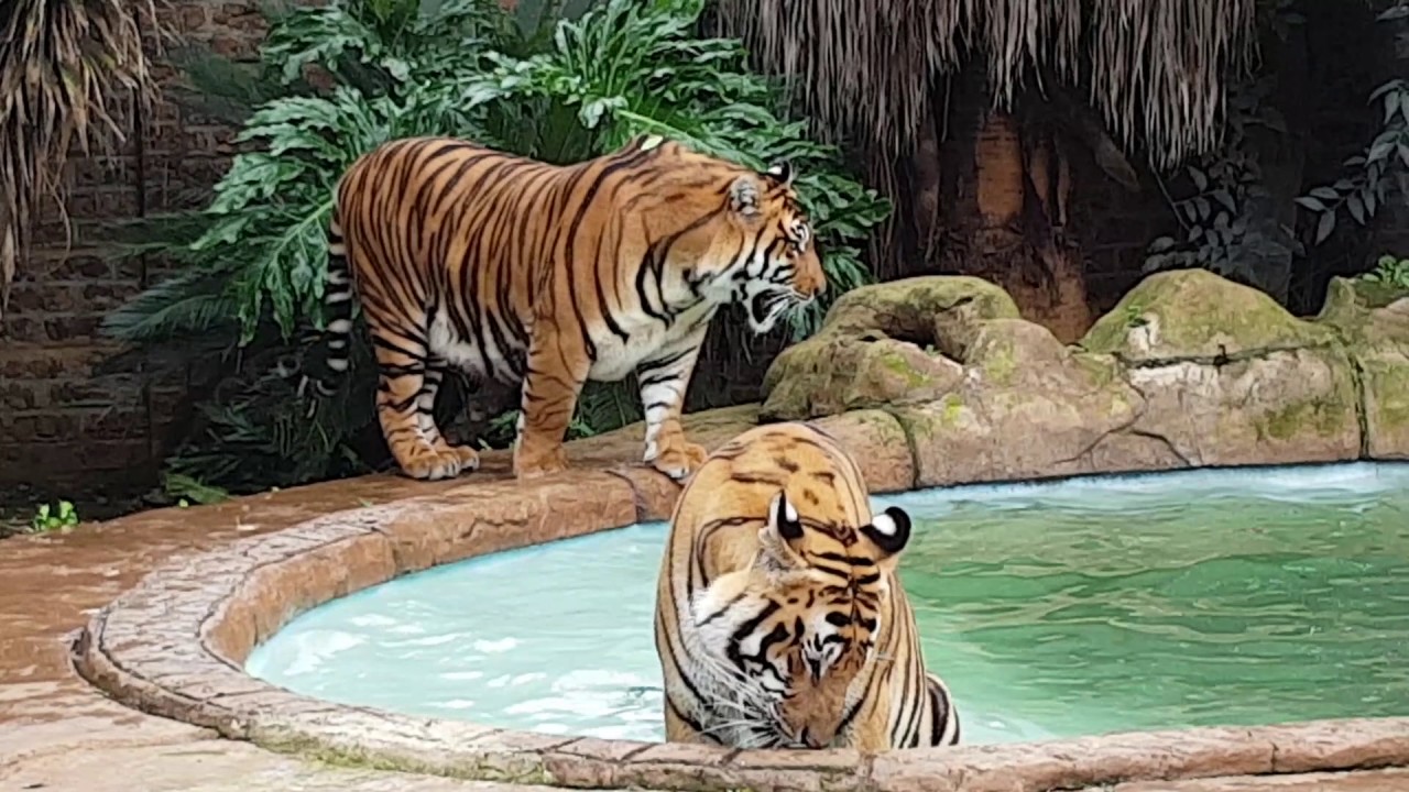 tigers can act weird !