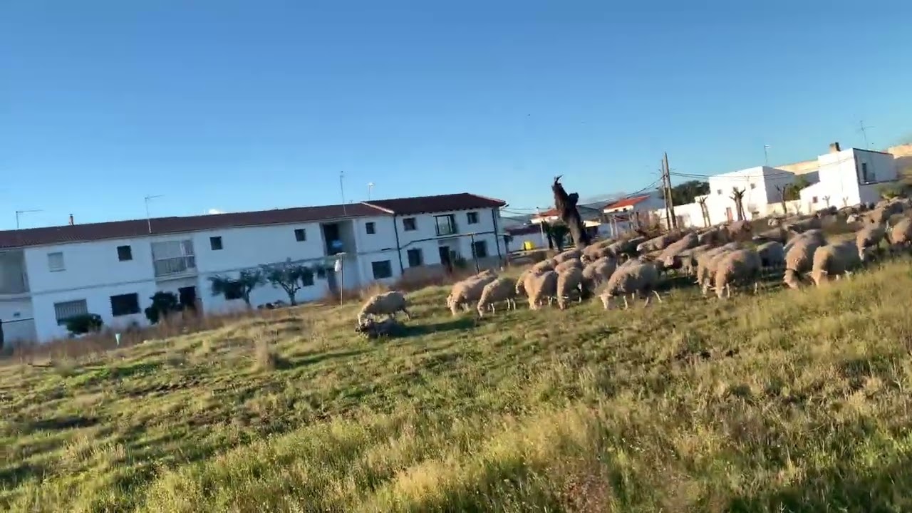 Ovejas por la cañada real