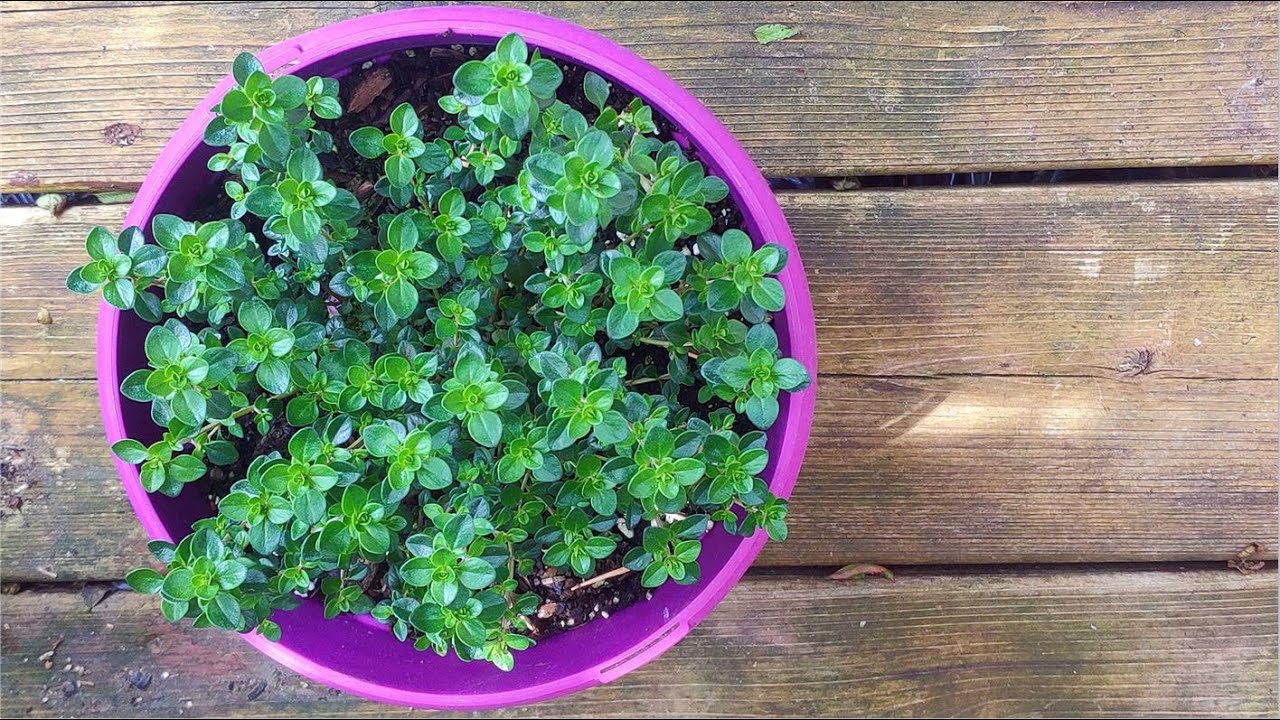 如何从种子开始种植百里香（麝香草）/ How to grow thyme from seeds?
