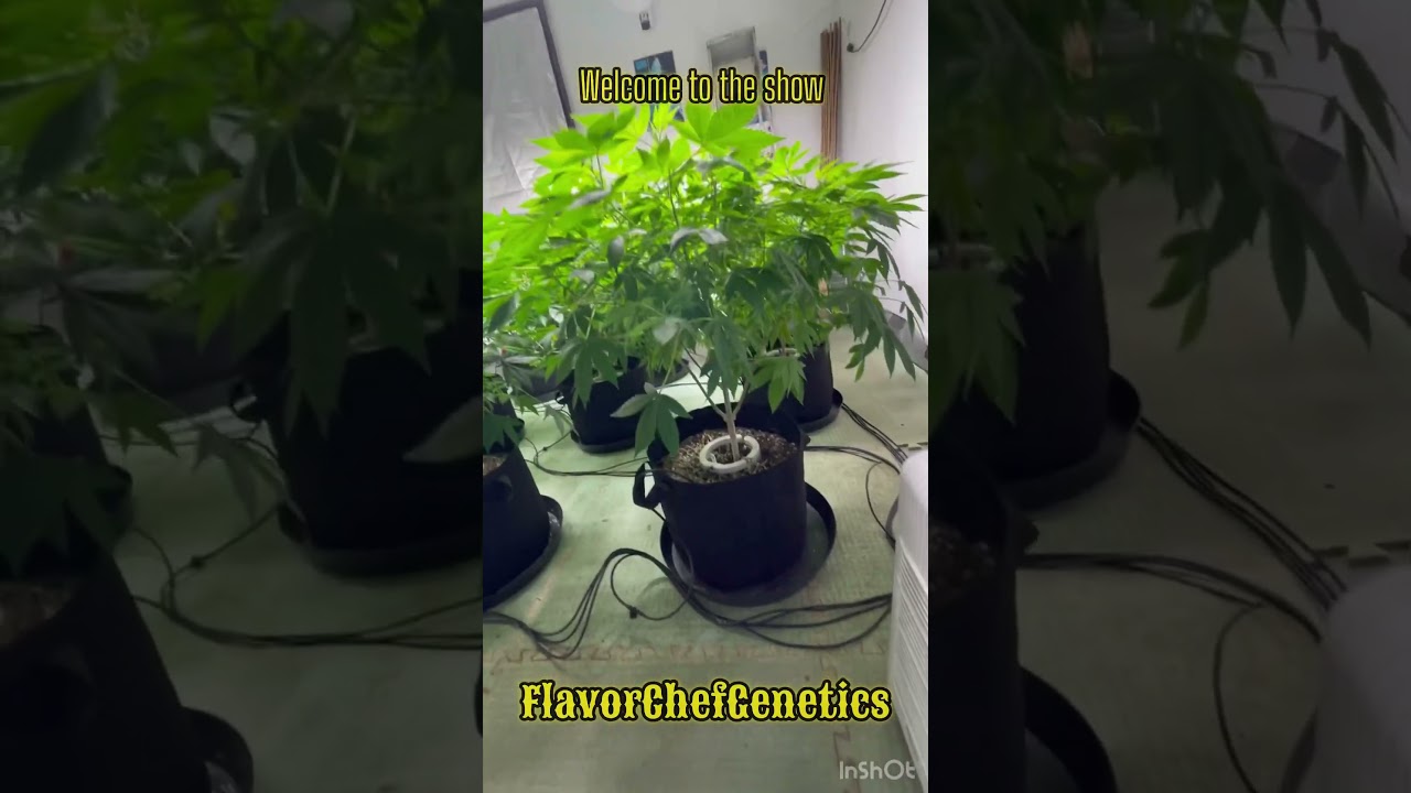 5/1/24 Cannabis Indoor day 1 of flower,multiple varieties. All #flavorchefgenetics