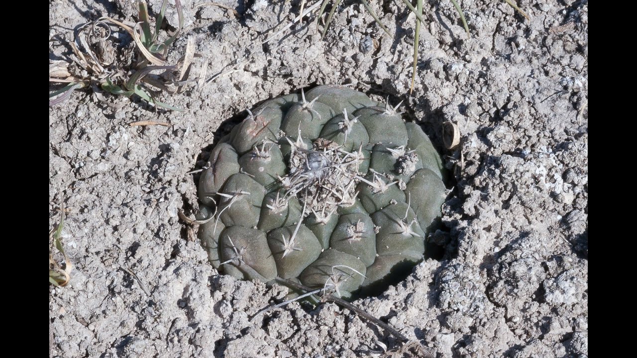 Turbinicarpus lophophoroides - a slideshow from a rare cactus in Mexico