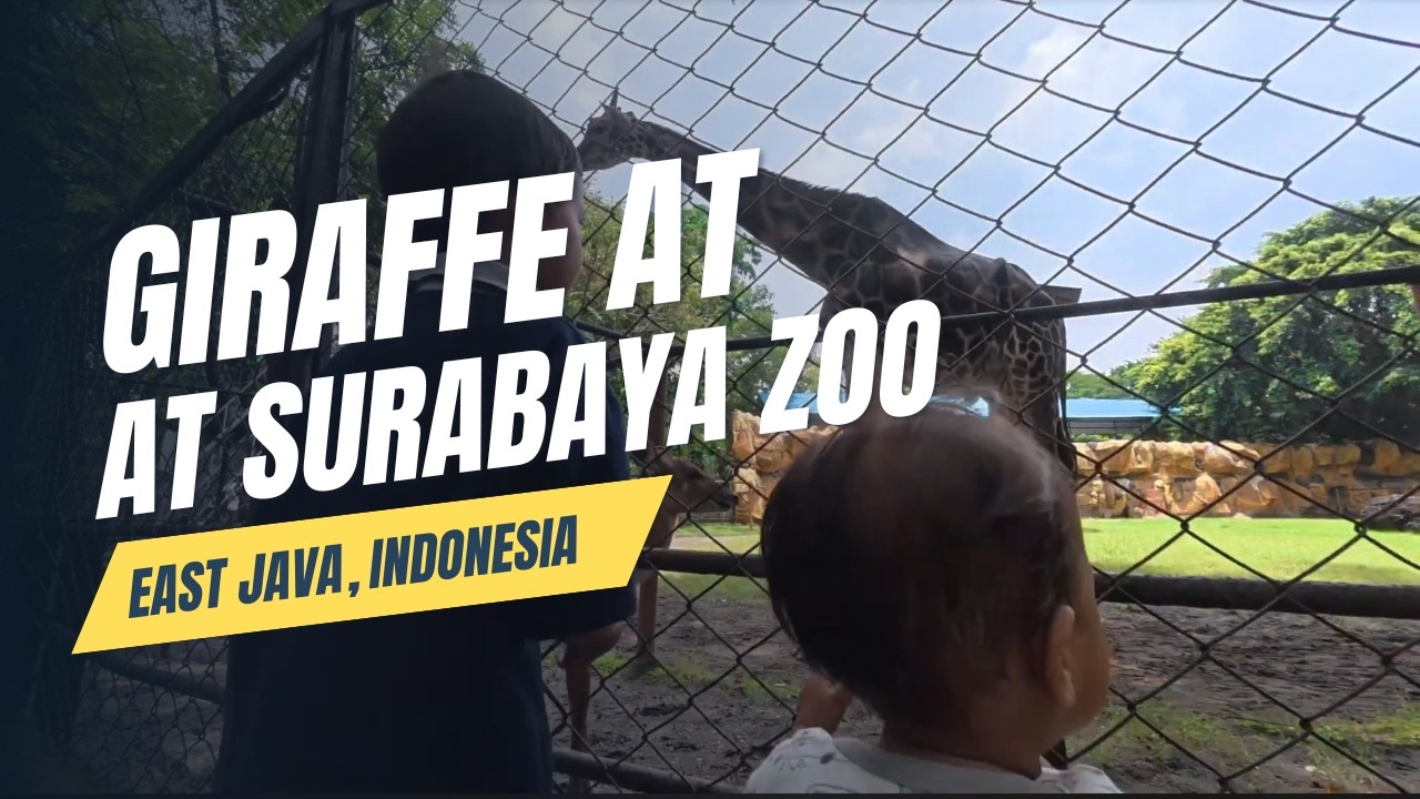 Giraffe at Surabaya Zoo | East Java, Indonesia