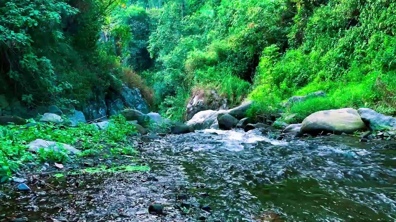 Rainforest River ASMR for Relaxation, Body Restoration