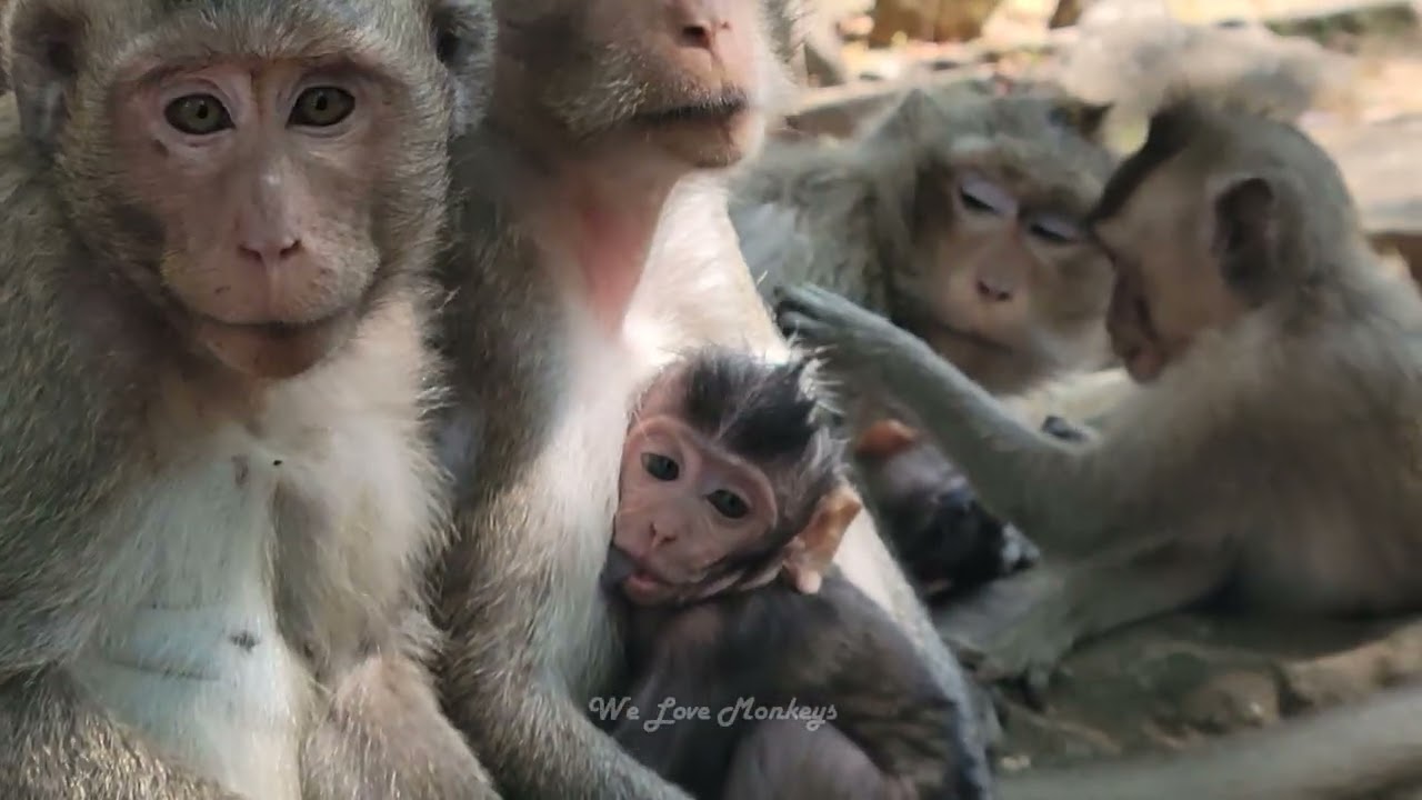 So sweet little Jonna and young mother Jazzy monkey, Life of the Smartest & Cutest Baby  Monkey Jiva