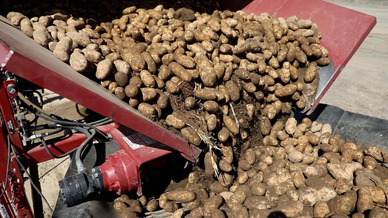 Protect Against Key Pests and Diseases with CruiserMaxx Vibrance Potato