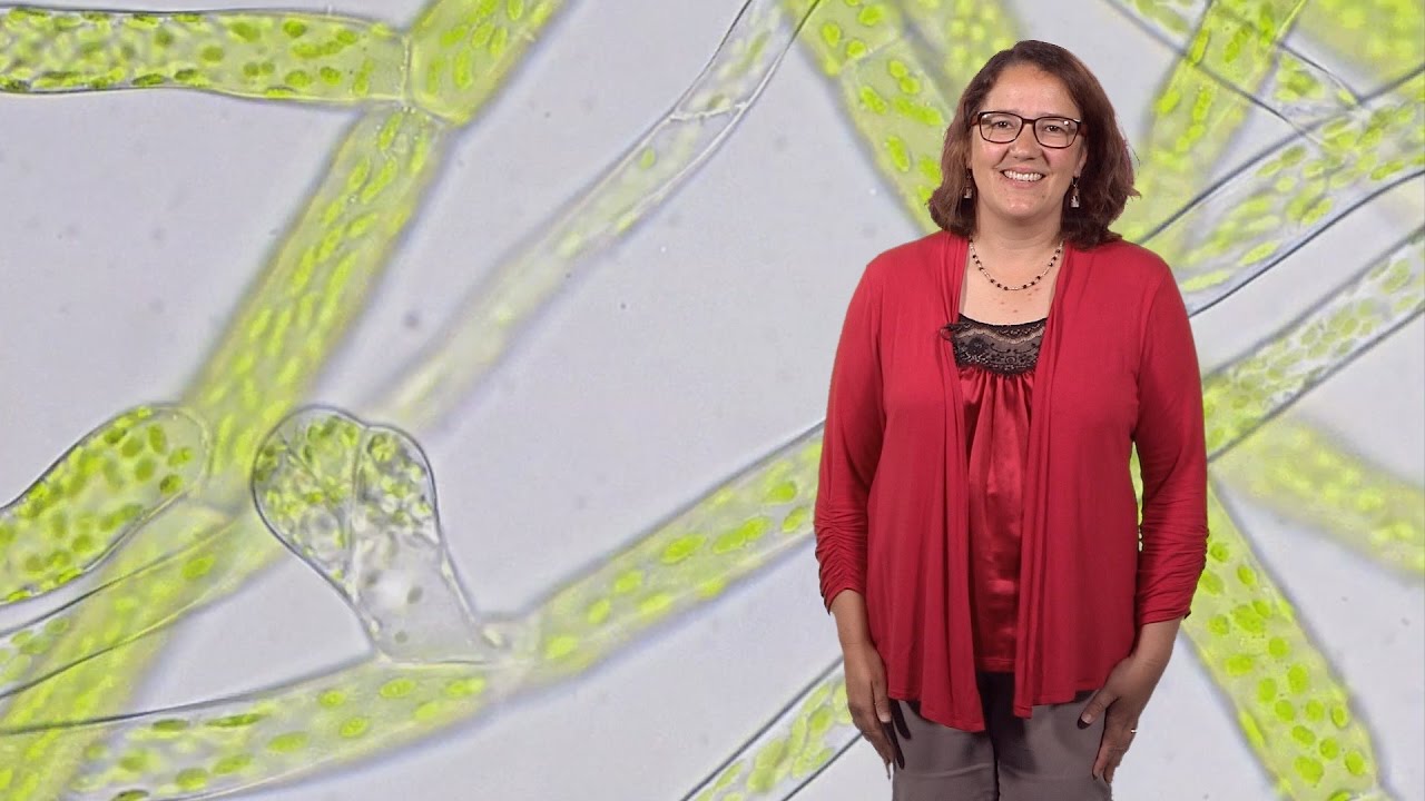 Magdalena Bezanilla (Dartmouth) 1: Understanding cell shape: Big insights from little plants