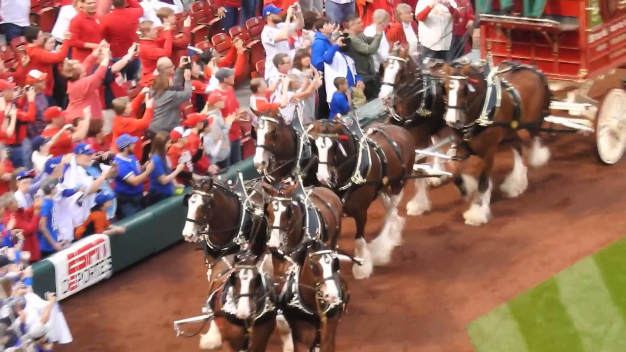 Clydesdales Busch Stadium