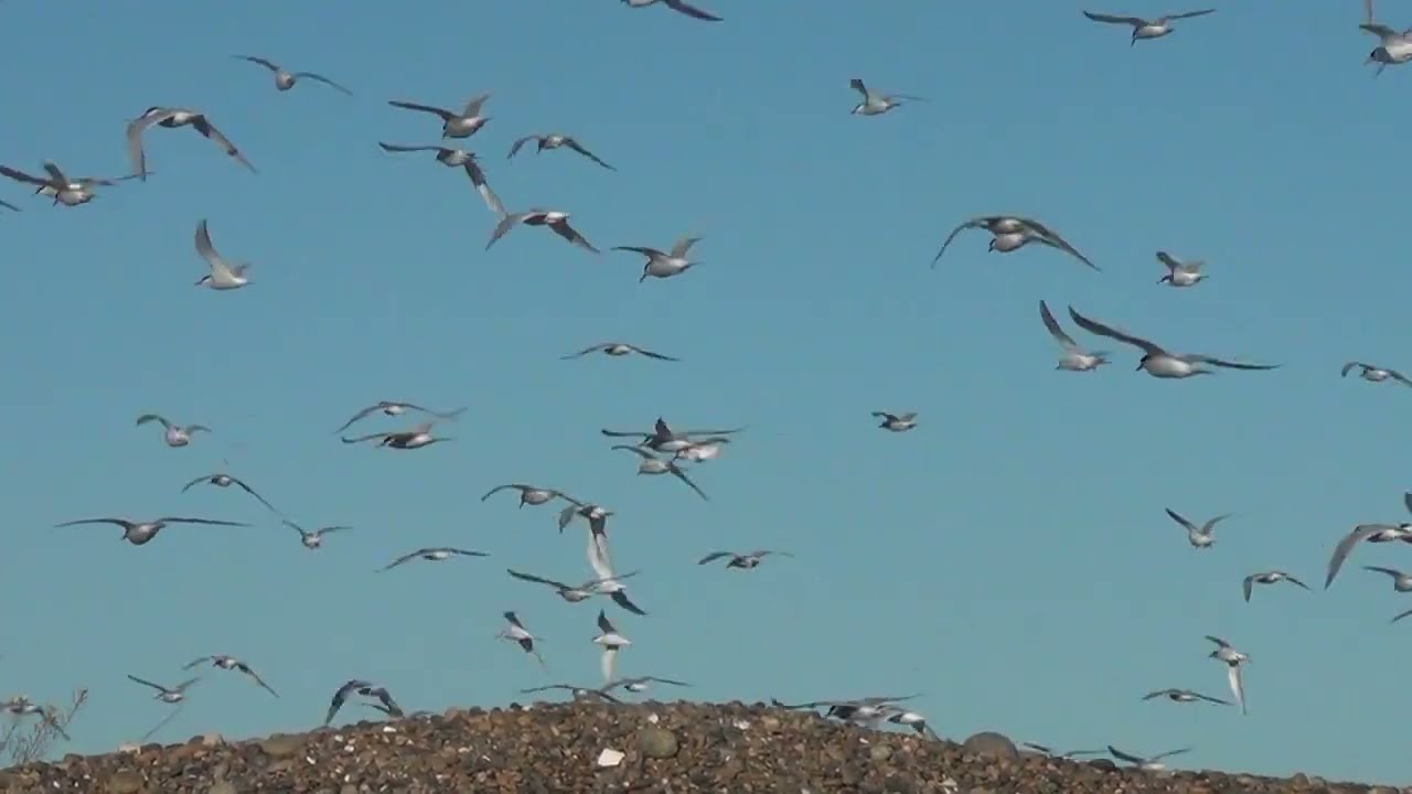 Argentina Patagonia Bird watching on the way to Caleta Olivia