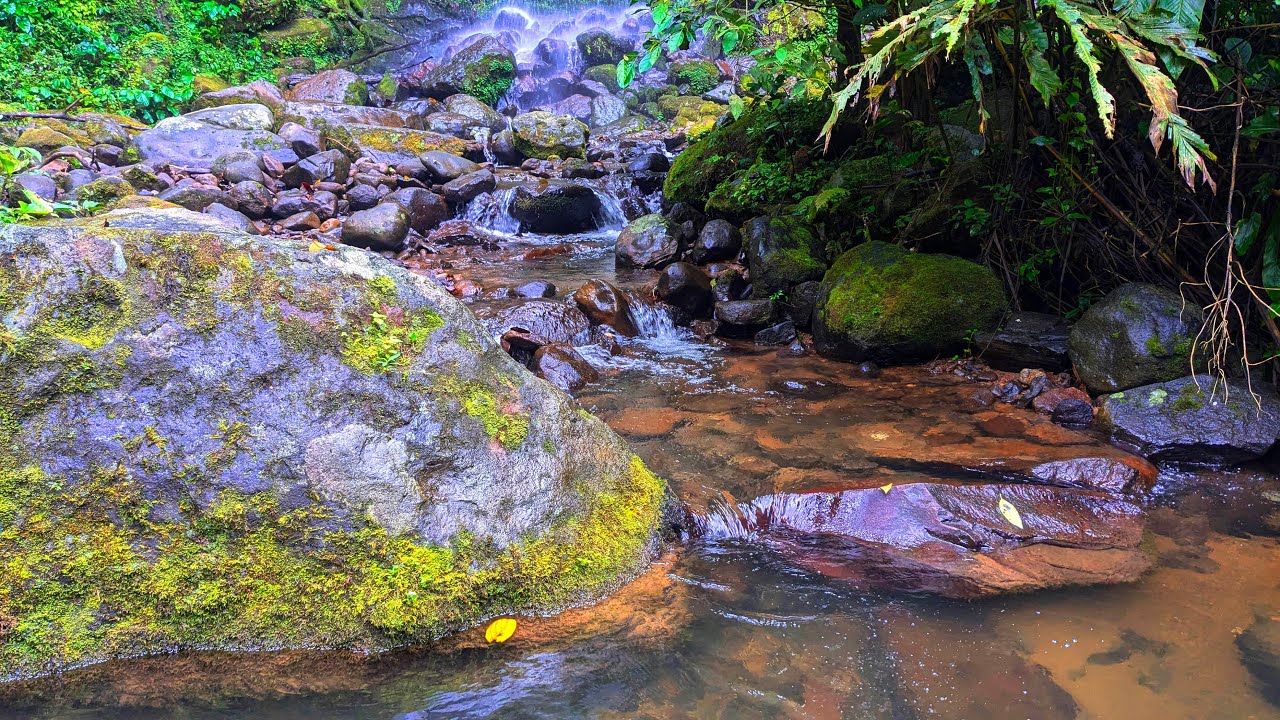 Relaxing Forest Stream with Flowing Water | Natural Sounds Over Wet Stones