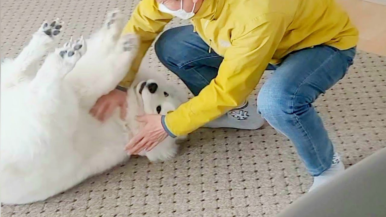 개 털 날려서 싫다던 아빠.. 몇 달 뒤 변함ㅋㅋ