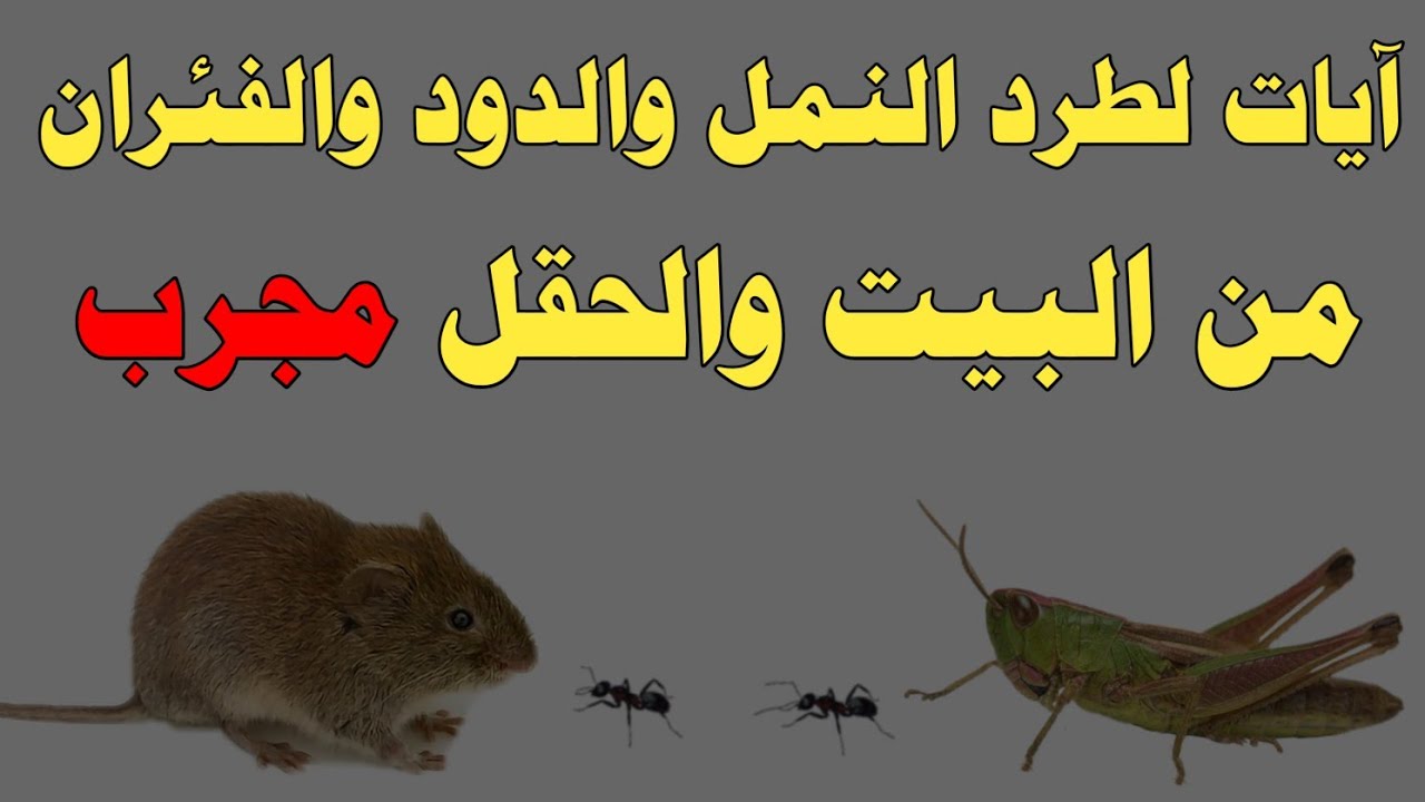آيات لطرد النمل والدود والفئران من البيت والحقل مجرب/ش.توفيق أبو الدهب