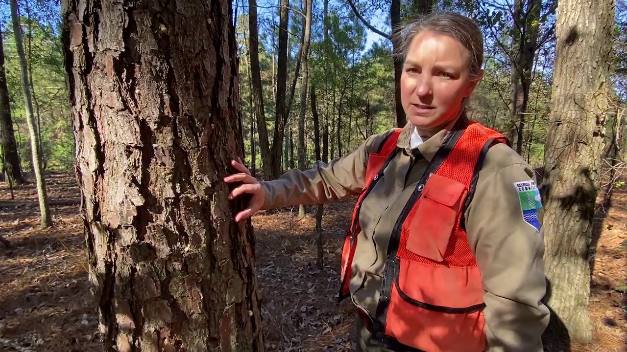 Pine Bark Beetles | Forest Stewardship Virtual Field Day Series