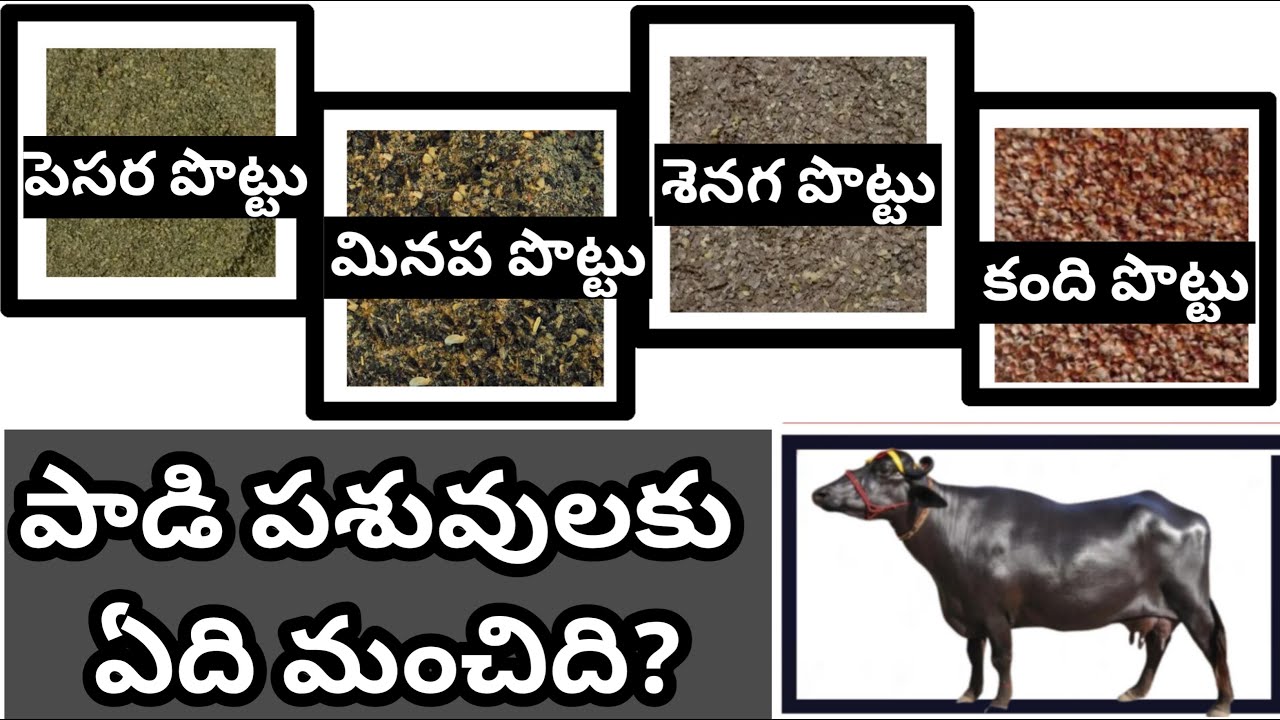 మినప పొట్టు పెసర పొట్టు శనగ పొట్టు కంది పొట్టులలో పాడి పశువులకు ఏది మంచిది Best chunni for dairy cow