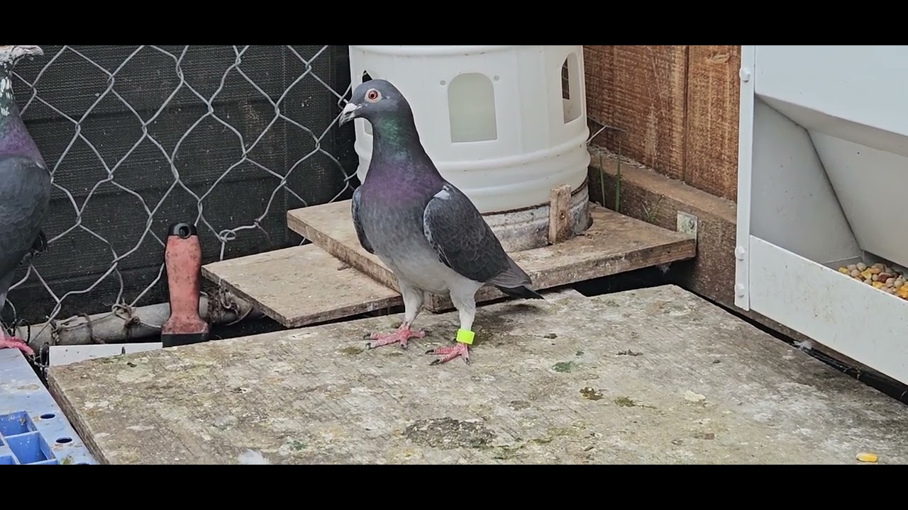 HillTribe Family...My Homing Pigeons & my Rollers 