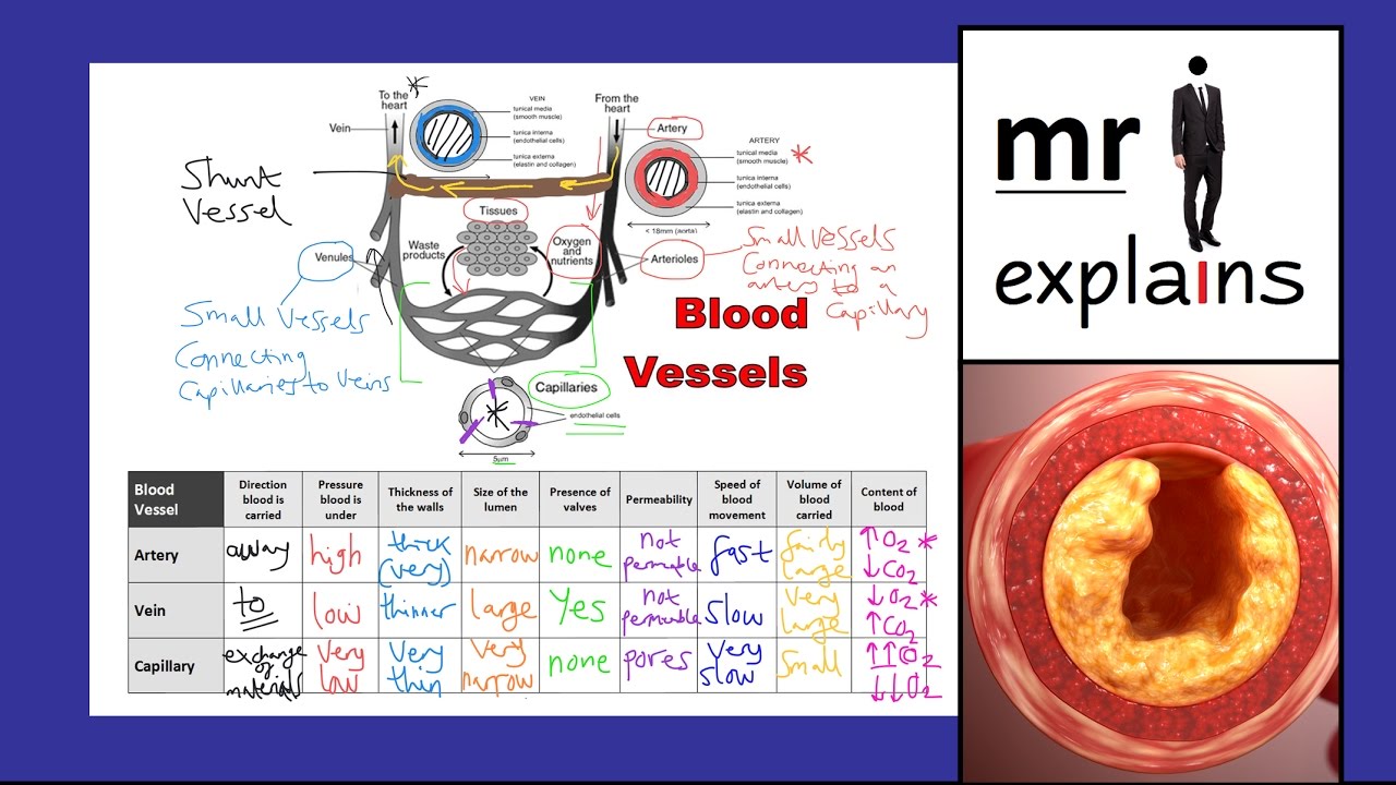 mr i explains: Comparing Blood Vessels - Arteries, Veins and Capillaries