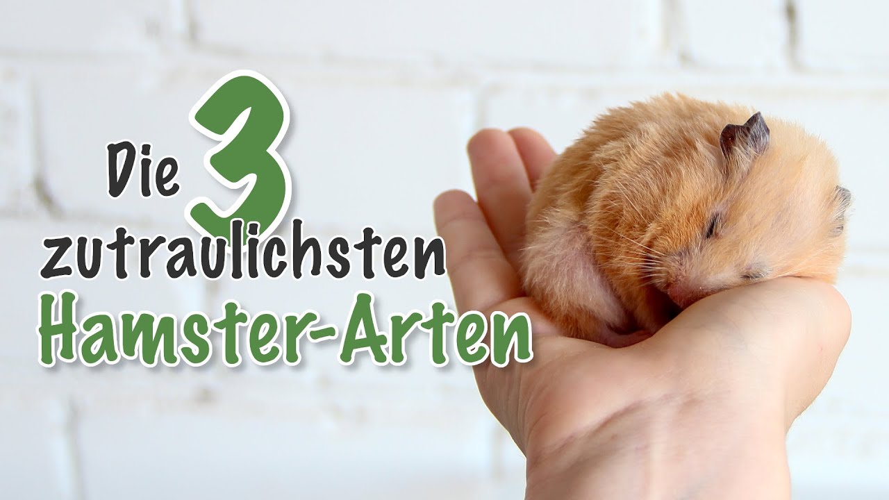 Kuschelmeister: Die 3 zutraulichsten Hamsterarten