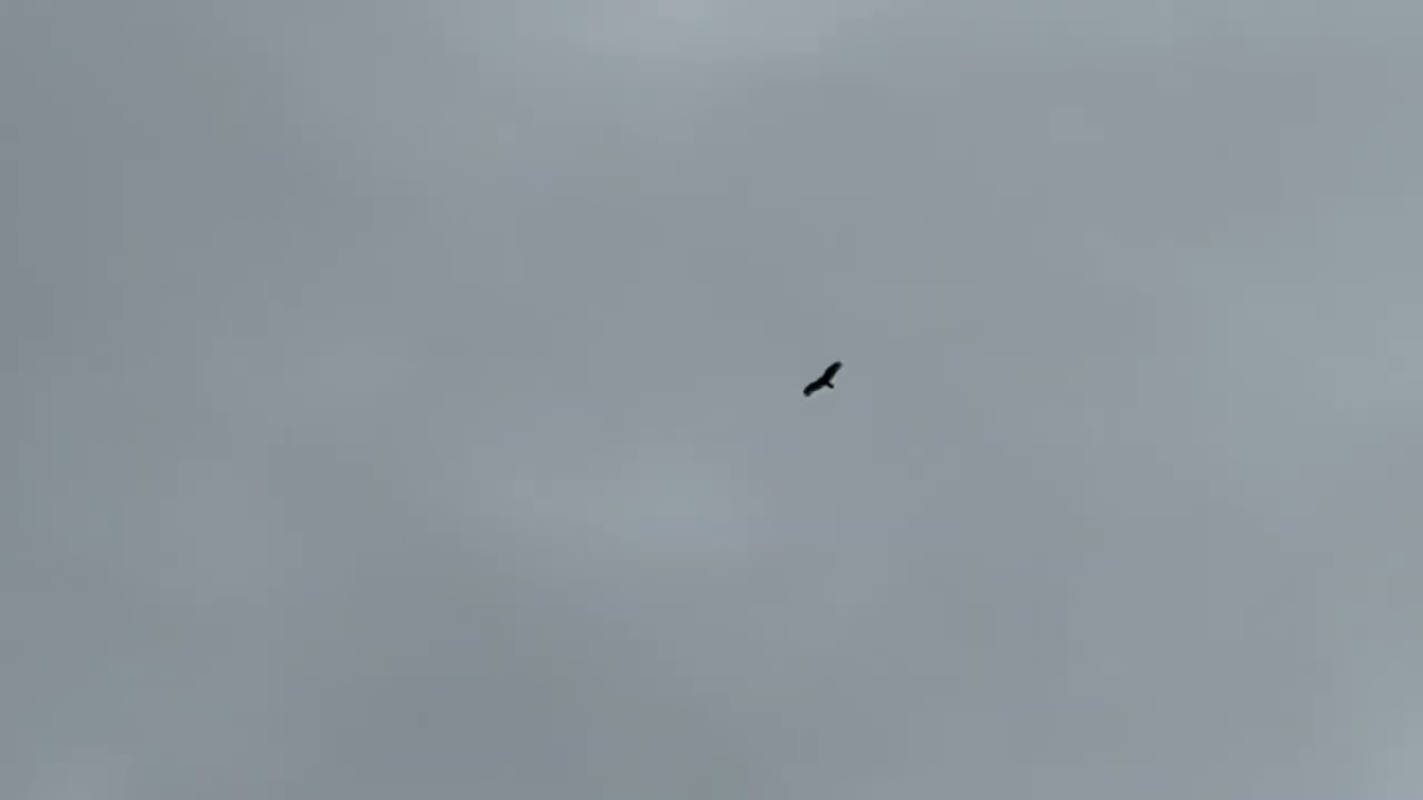 I heard a plane ✈️ clouds were to low to see it , then I saw a vulture  