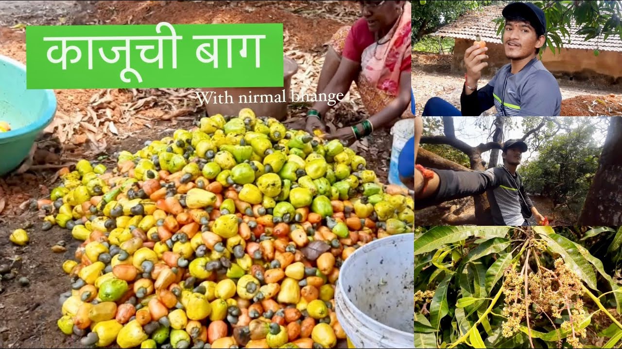 Kaju chi Bag | Day 3 |  EP 9 |  कोकणातील प्रवासवर्णन | Nirmal Bhange | #kokan #vlogger