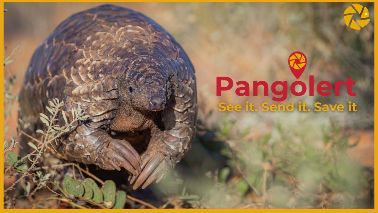 Tracking Pangolins: How You Can Help Save a Species!