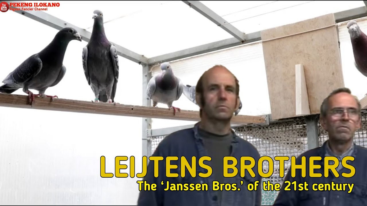 The Janssen Bros. of the 21st century - Speed and Middle Distance Champion - LEIJTENS BROS.
