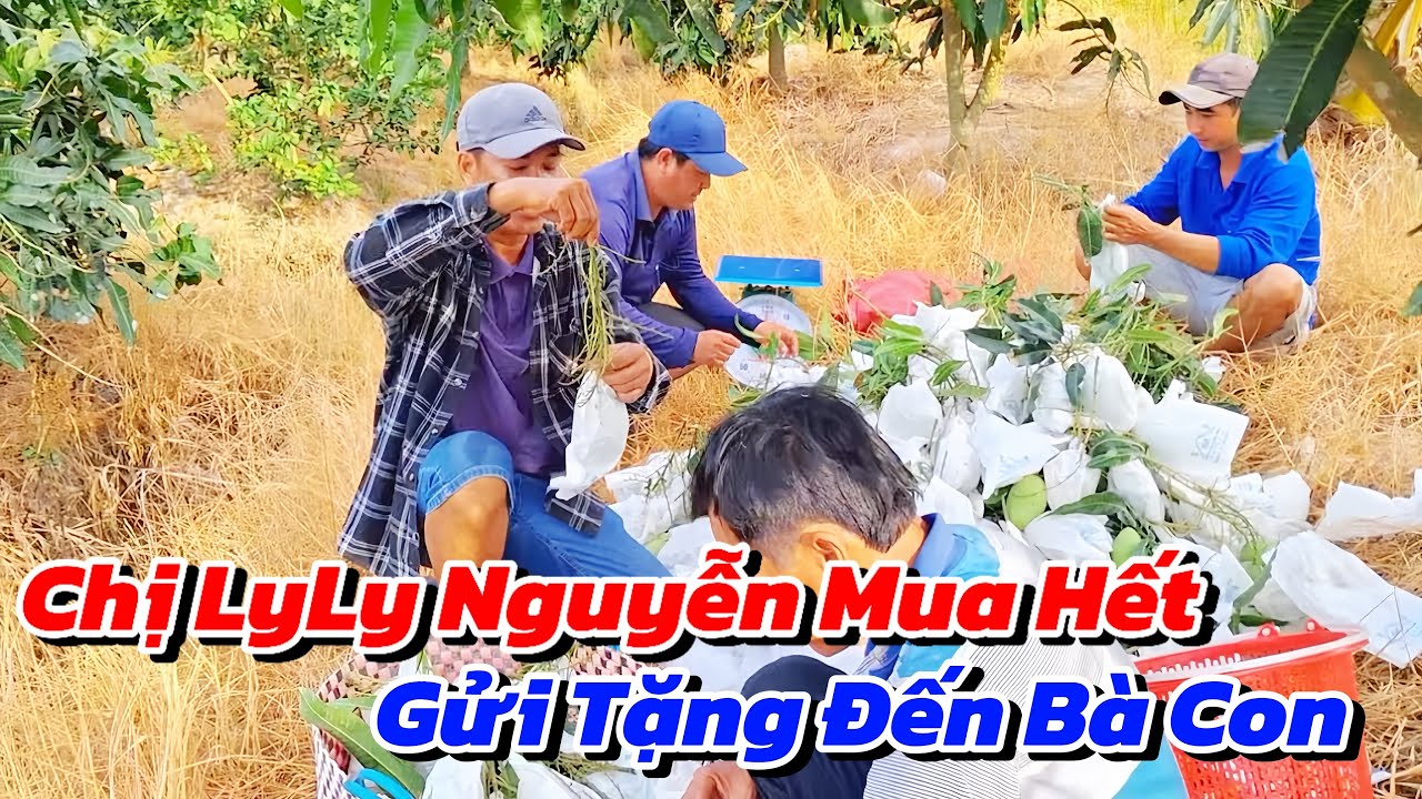 Niềm Vui Quá Lớn Khi Được Chị LyLy Nguyễn Mua Hết Vườn Xoài Gửi Tặng Đến Bà Con 