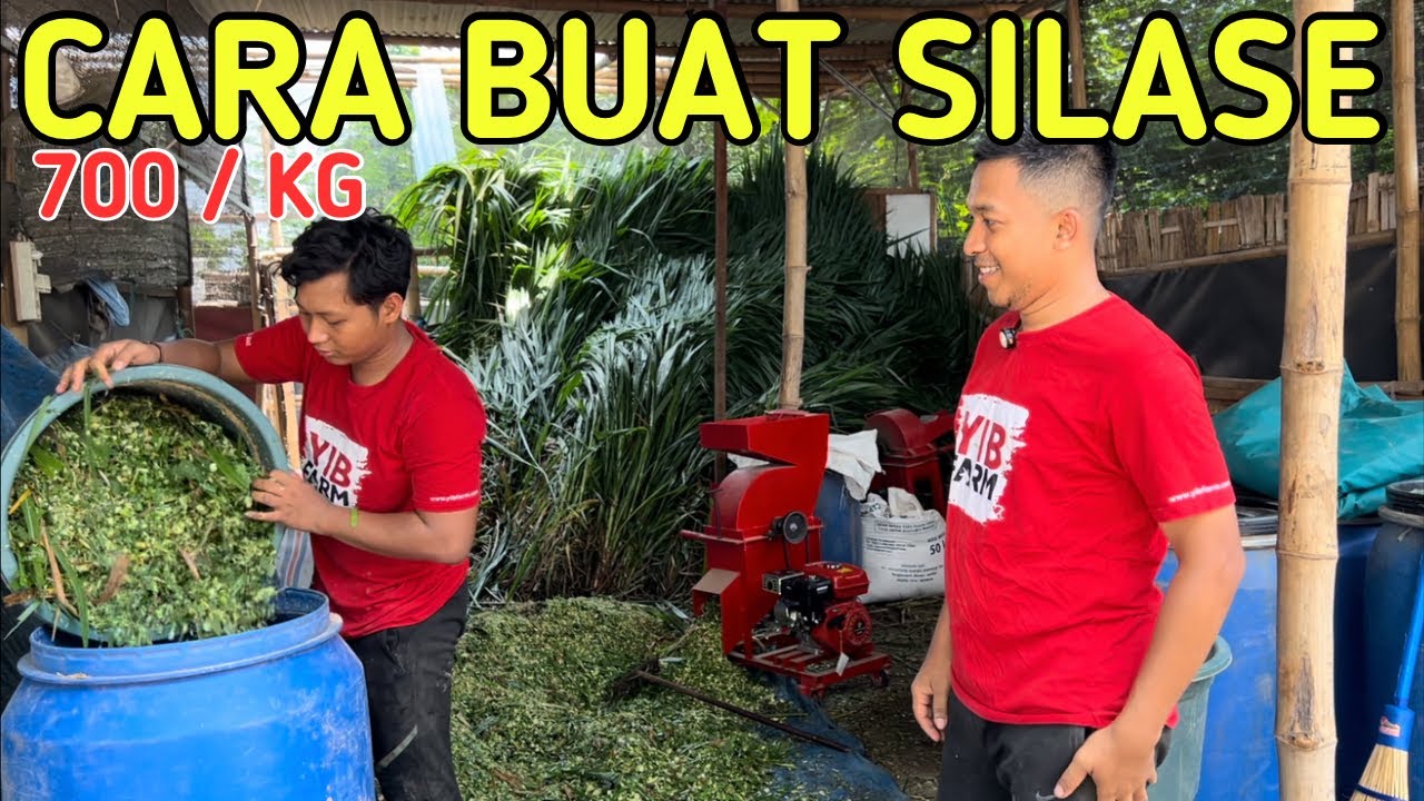CARA BUAT SILASE PALING MUDAH DAN MURAH 700 RUPIAH / KG