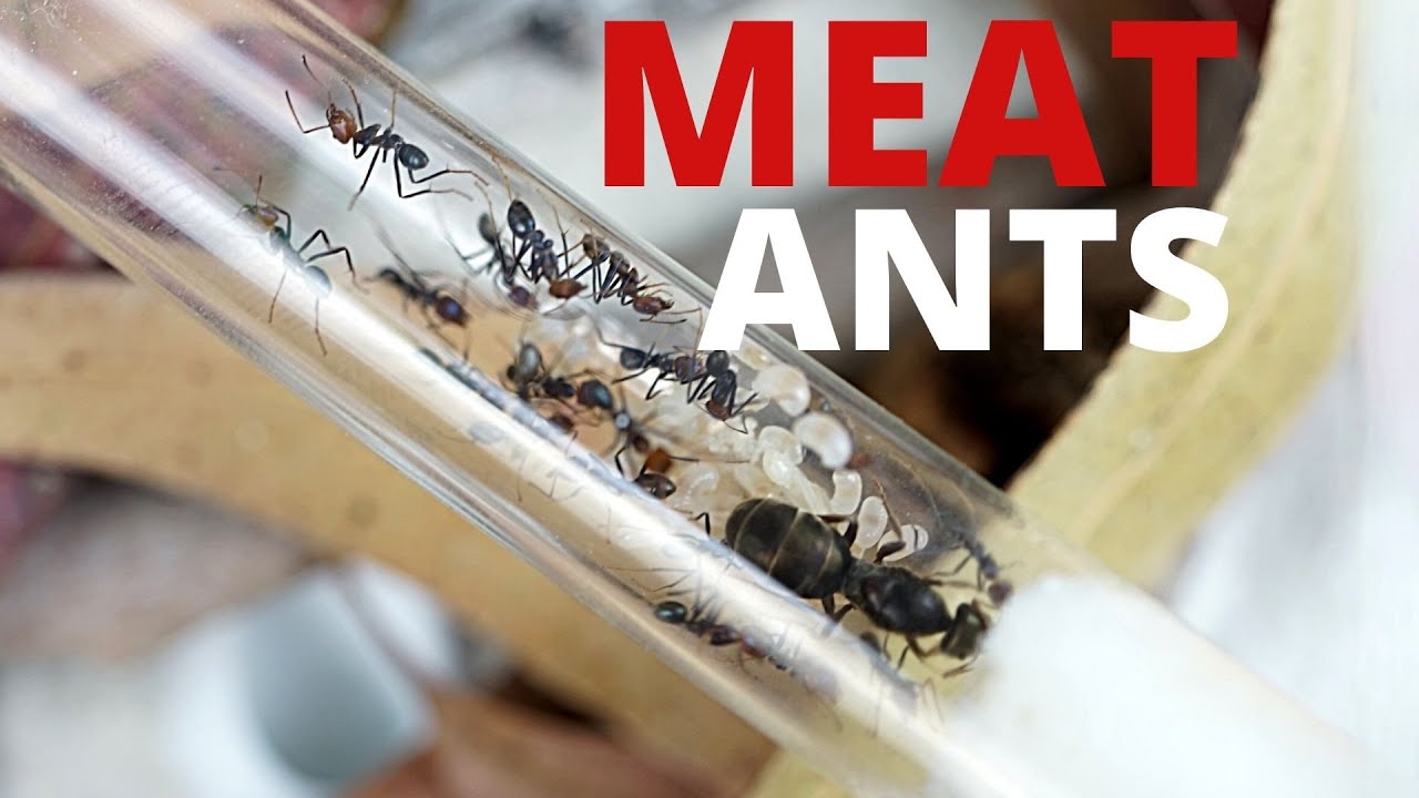 MOVING MY ANT COLONY INTO AN AUS ANTS OUTWORLD!!