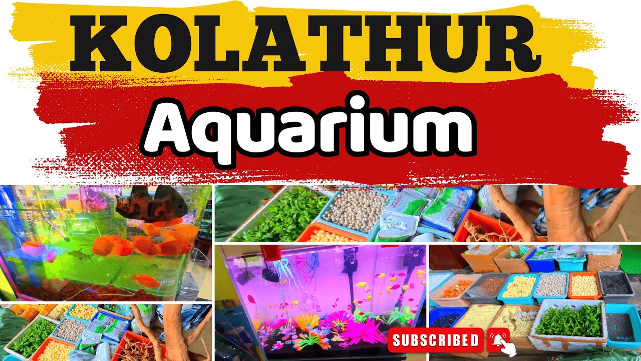 Best Aquarium Shop in Kolathur Chennai | Indian Ocean Aquarium