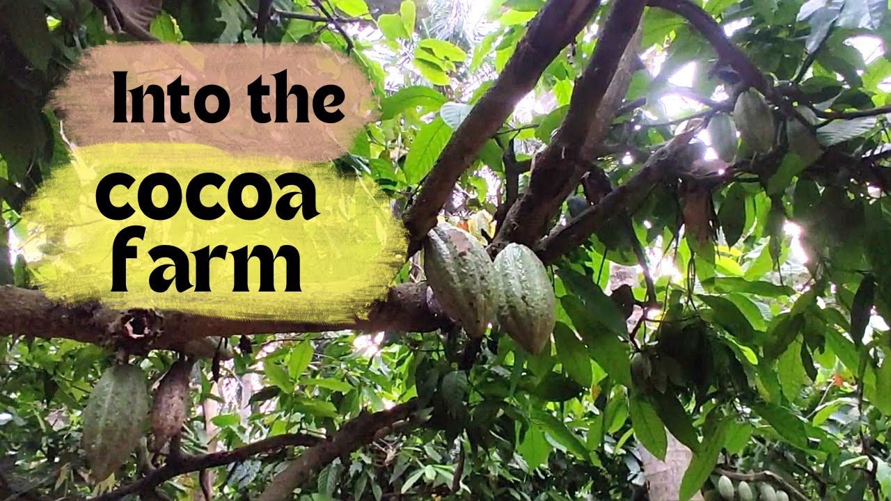 Into the cocoa farm