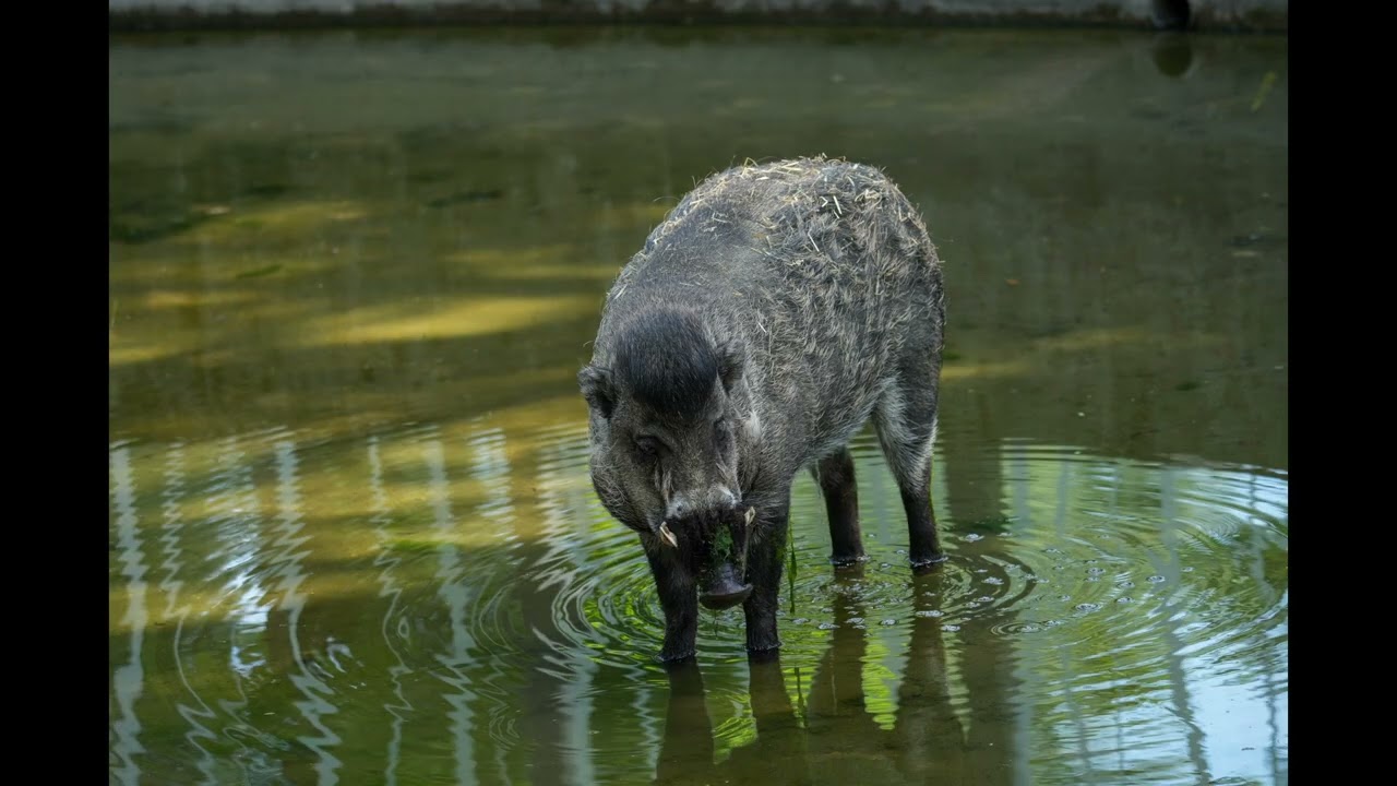 Fotosession im Tierpark Hellabrunn in München mit Sony Alpha 7Cii und Sony Objektiv 200-600mm