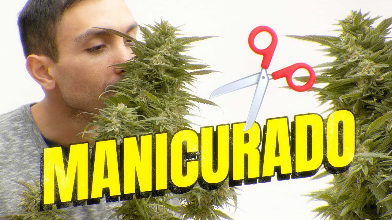 Manicurado y Conservaci&oacute;n de Cannabis