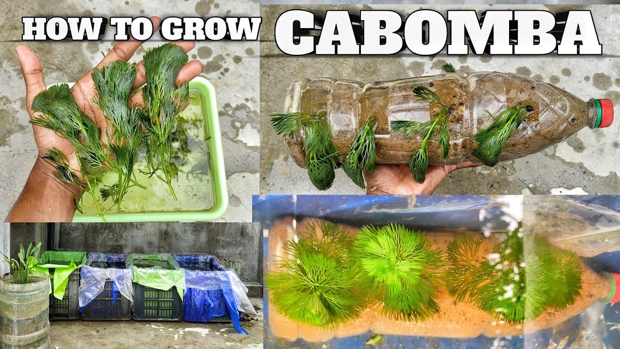How to grow cobomba plant || cobomba plant problems solved #aquariumplant #hindi #covomba@sdaqua2381