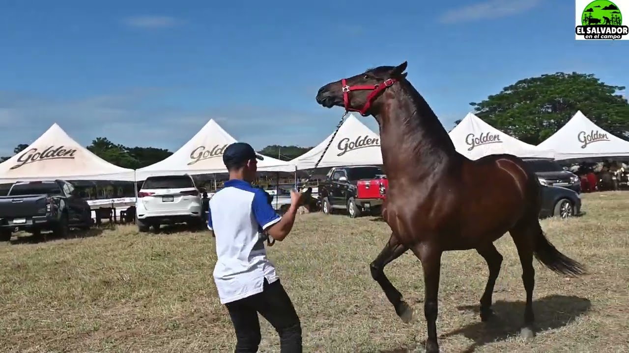 Caballos Españoles Peruanos e Iberoamericanos-El Salvador en el Campo