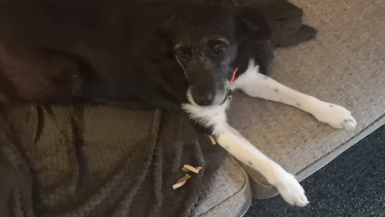 Day 14 Doggy Advent Calendar with Romanian Rescue Ronnie