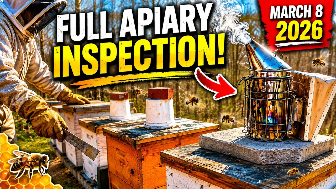 Full Apiary Inspection | Early Spring Beekeeping Prep | Ouch! Stung on the Forehead!