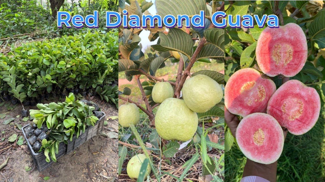 Red Diamond Guava Farming, लाल हीरा अमरूद की खेती, Plant Available & Delivery