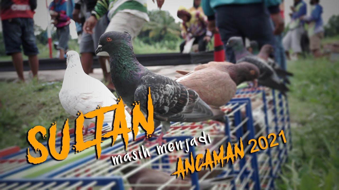 ADU MERPATI ATAS KEPALA DILAPAK KENDANGAN SLEMAN YOGYAKARTA || LOMBA SEBELUM PSBB DIBERLAKUKAN