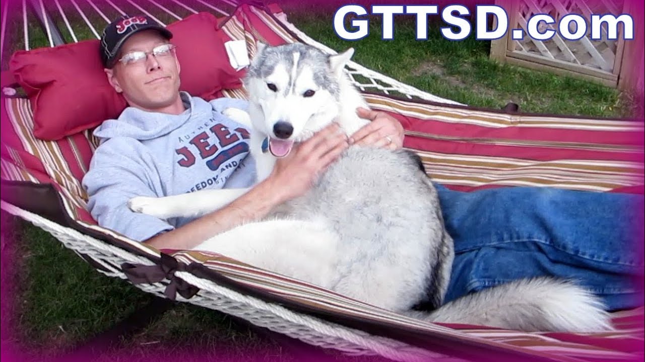 HUSKY HUGS in a HAMMOCK