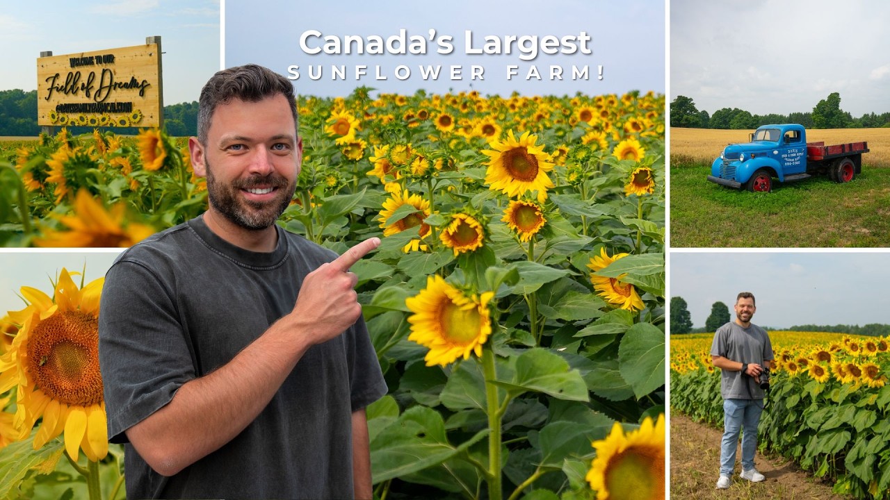 I Visited Ontario's Largest Sunflower Farm! | Davis Family Sunflower Farm
