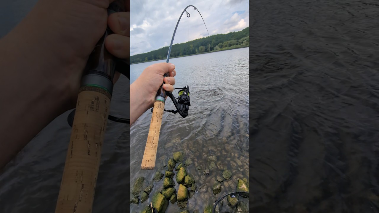 Angeltrips in einer Minute: Die UL Rute kommt an ihre Grenzen. #angeln #ultralightfishing