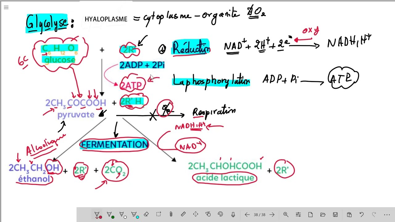 Résumé de la glycolyse et la fermentation