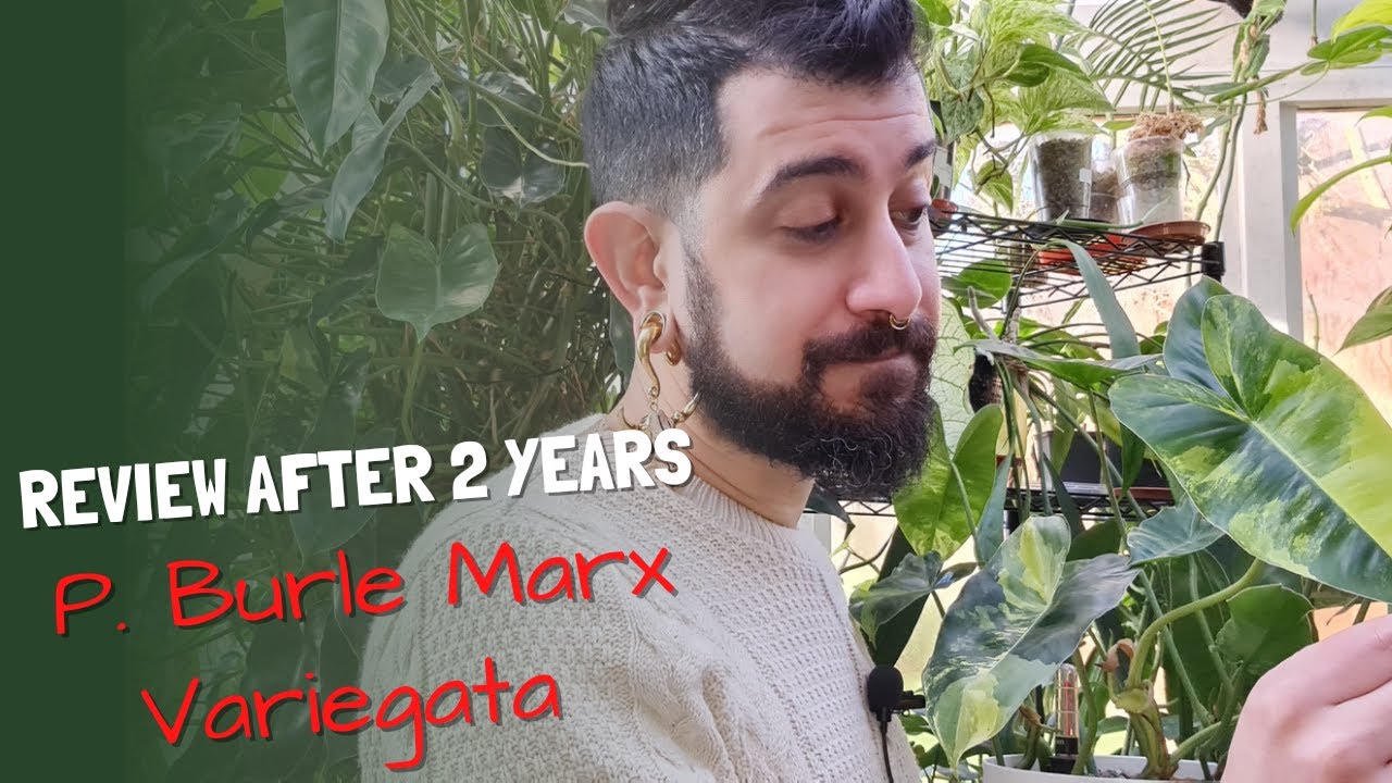Philodendron Burle Marx Variegated Review | After over 2 years of owning this Philodendron