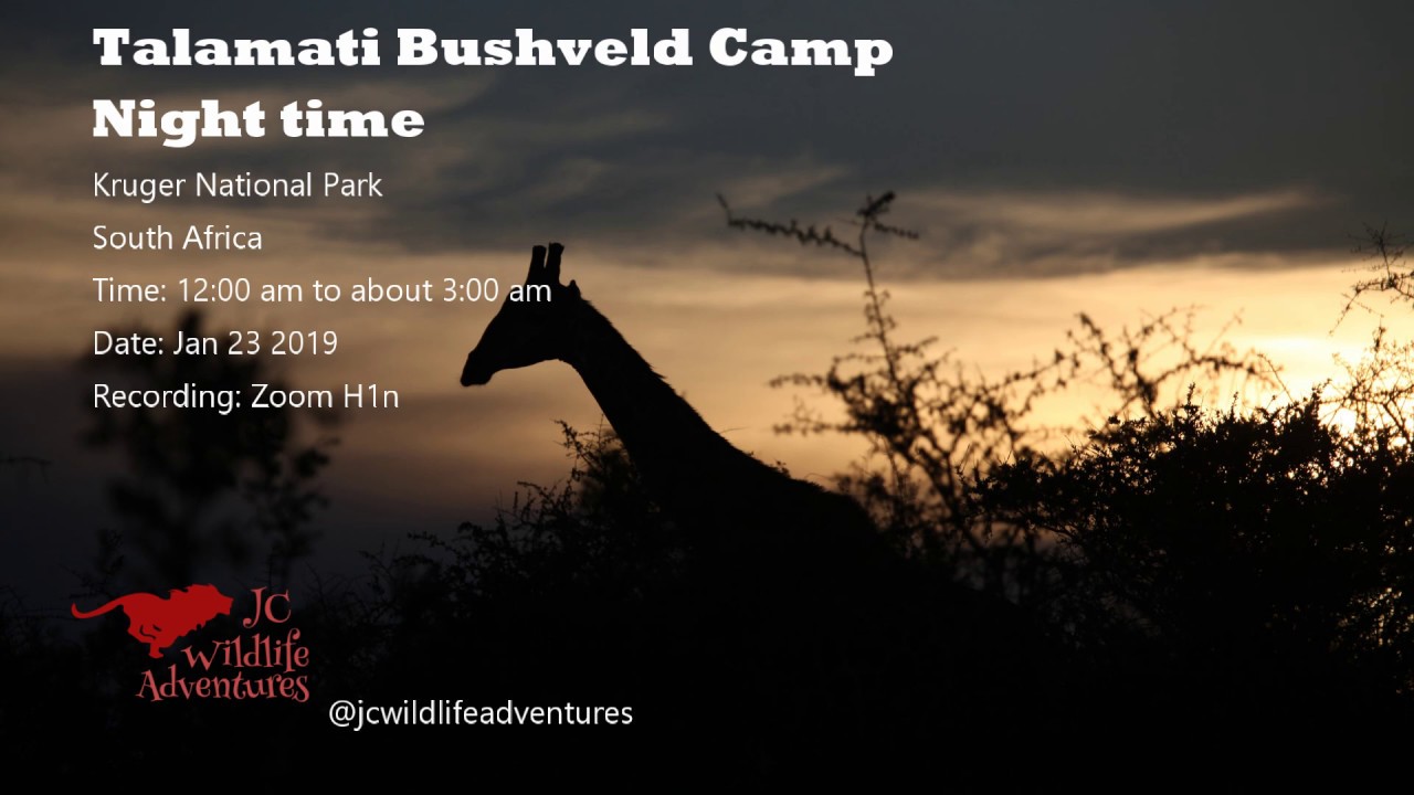 Talamati Bushveld Camp Night sounds