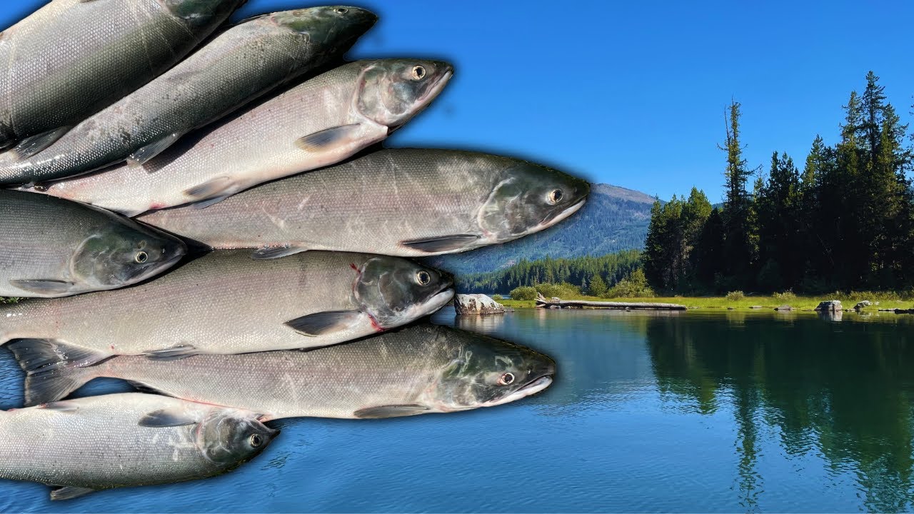 Lake Wenatchee SOCKEYE Salmon | 4 Limits in 2 Days