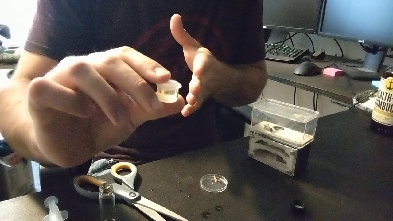 How to use the ant kit, feeding ants in a mini hearth