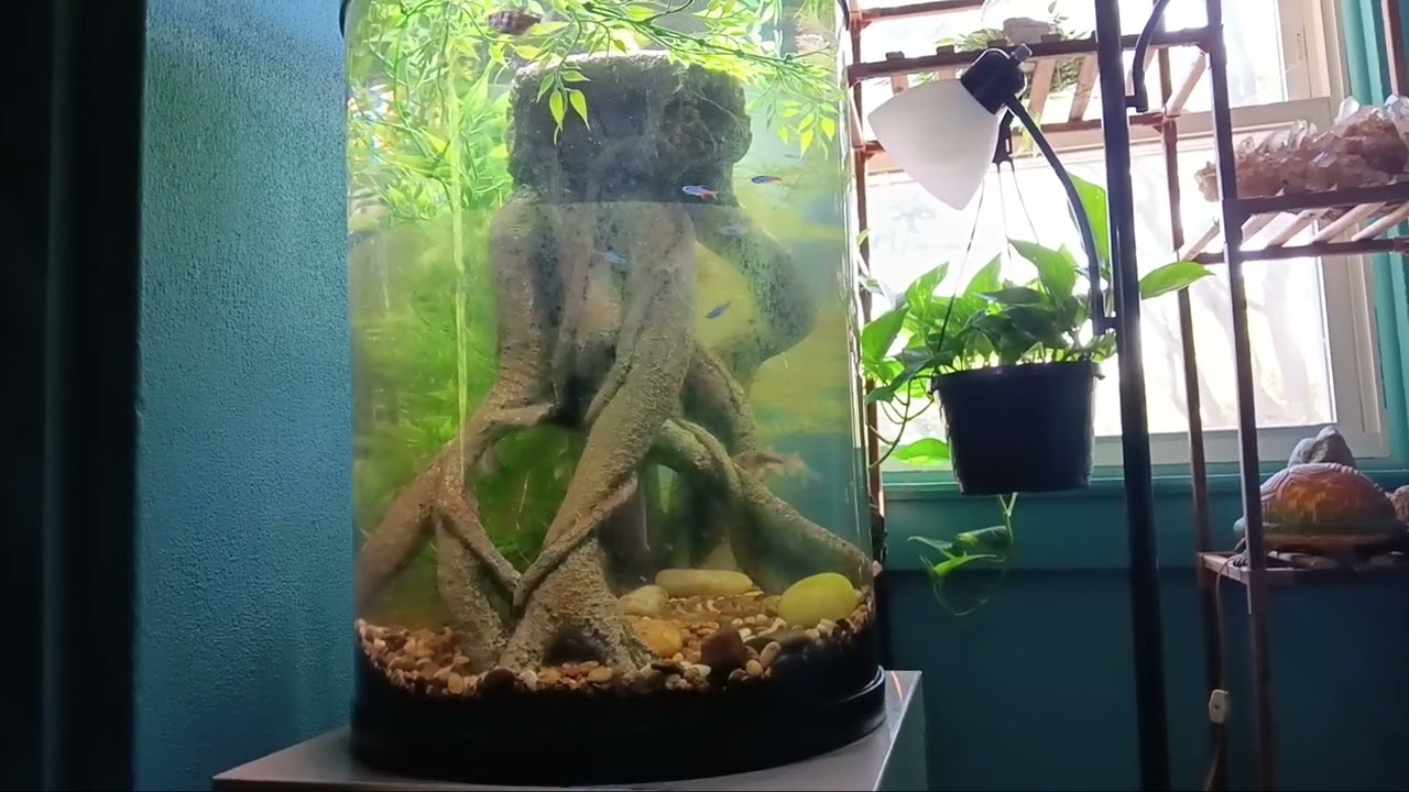 Cylindrical tank w. neon tetras, black skirt tetras and some cory cats.